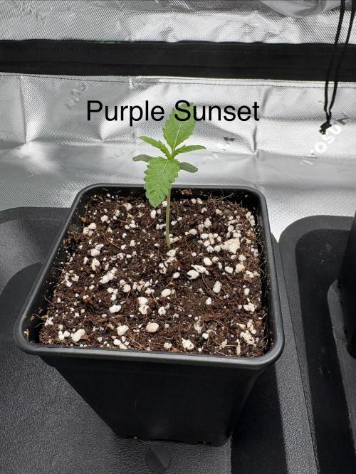 1 Purple Sunset     2 Shinigami. Week 1