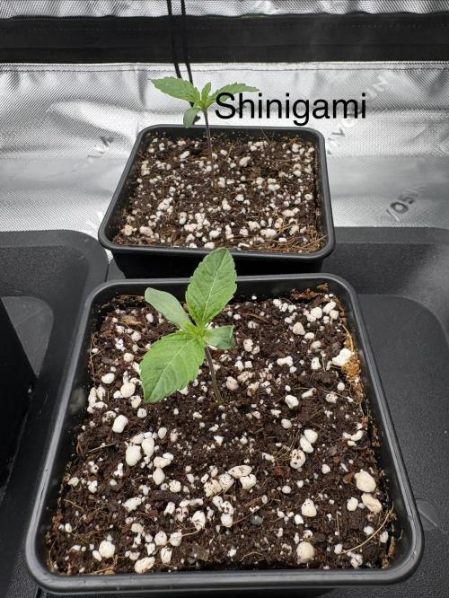 1 Purple Sunset     2 Shinigami. Week 1