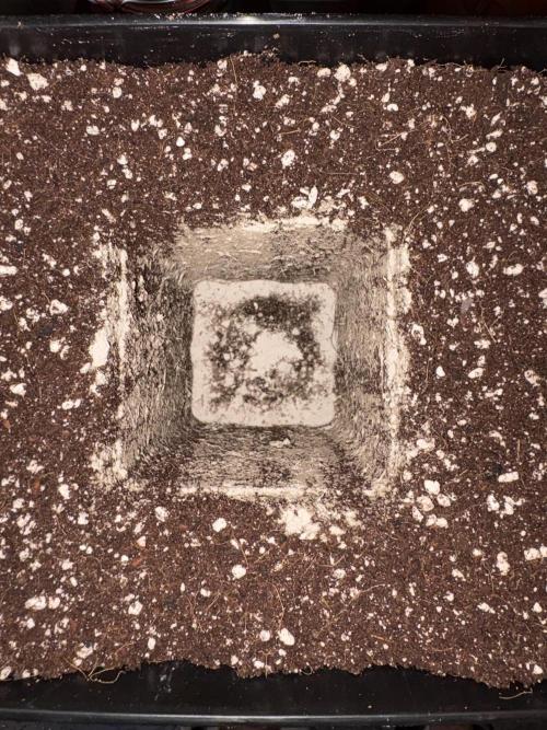 1 Purple Sunset     2 Shinigami. Week 2 - Great white in das loch direkt reingeben 