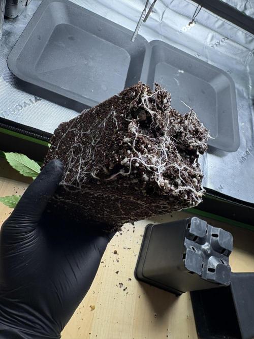 1 Purple Sunset     2 Shinigami. Week 2