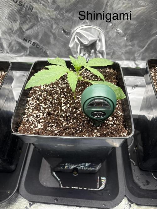 1 Purple Sunset     2 Shinigami. Week 2