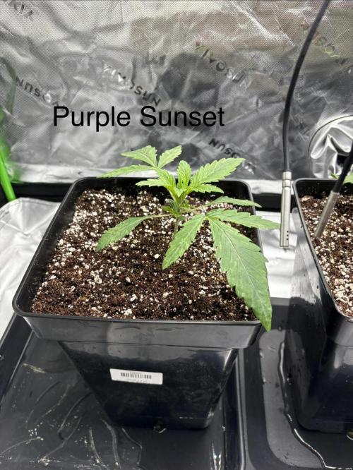 1 Purple Sunset     2 Shinigami. Week 2