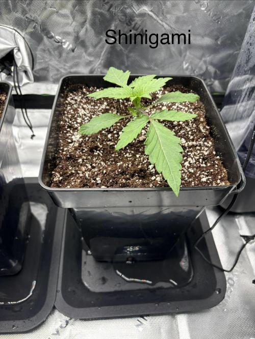 1 Purple Sunset     2 Shinigami. Week 2