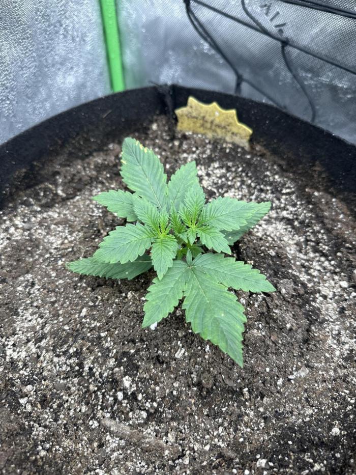 Gorilla Cookies Autoflower. Week 2 - This is right around week 2. 