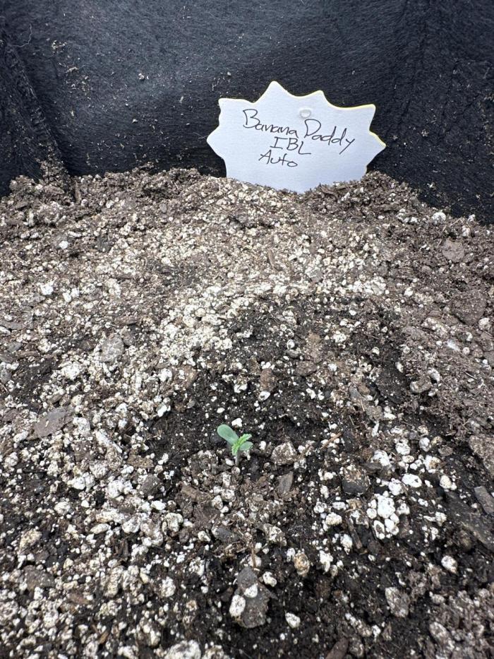 Banana Daddy IBL Auto. Week 0