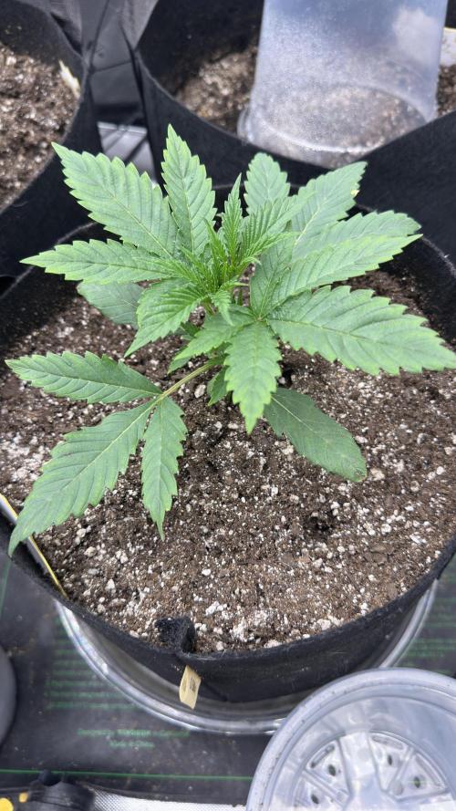 Crimson Sun Autoflower. Week 2