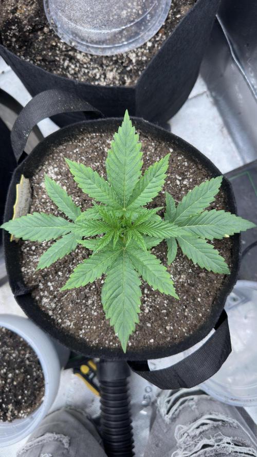 Crimson Sun Autoflower. Week 2