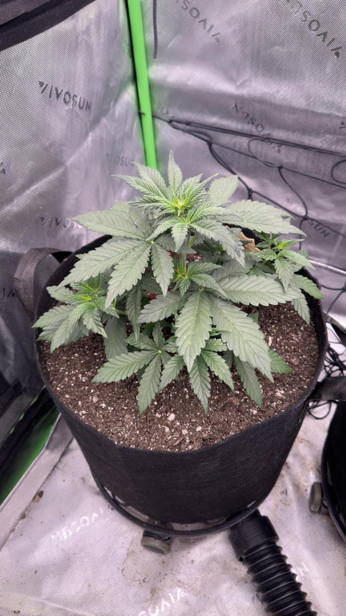 Gorilla Cookies Autoflower. Week 3 - Week 3 looking fairly decent so far. 