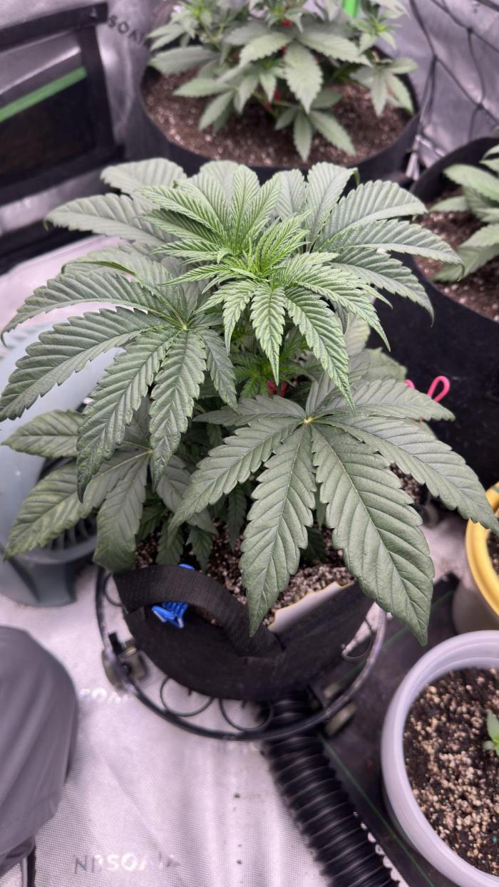 Crimson Sun Autoflower. Week 3 - Gave her a nice soil drench last night. 