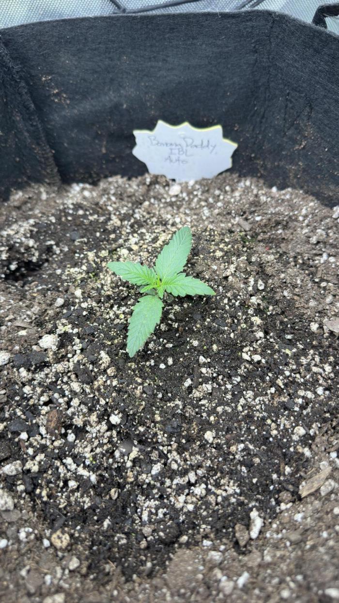 Banana Daddy IBL Auto. Week 1 - I’m actually really anxious for her to finish cuz I love banana strains. 