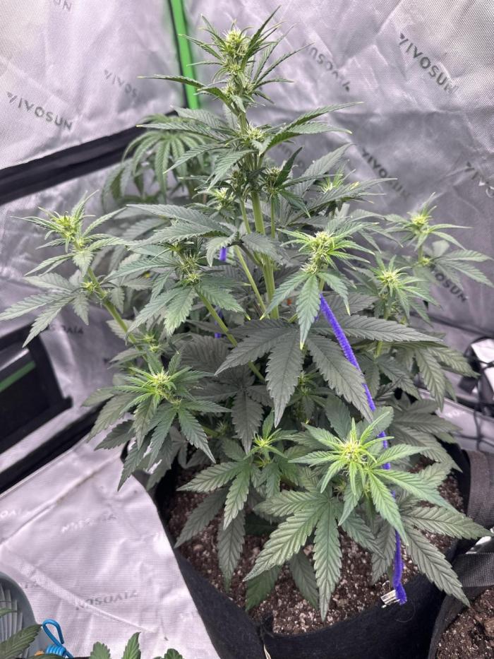 Gorilla Cookies Autoflower. Week 4