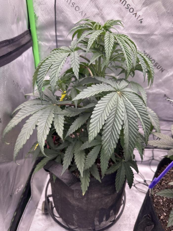 Crimson Sun Autoflower. Week 4