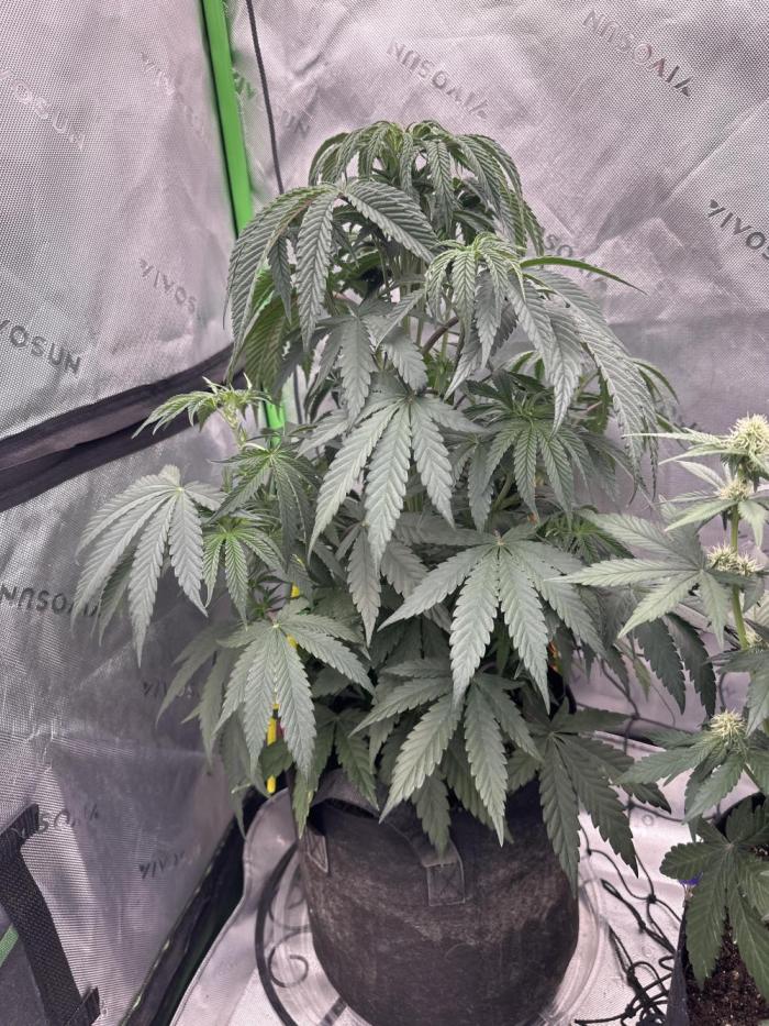 Crimson Sun Autoflower. Week 5