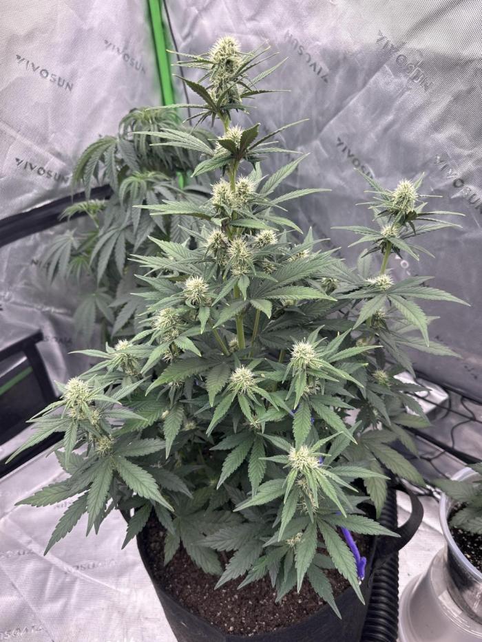 Gorilla Cookies Autoflower. Week 5
