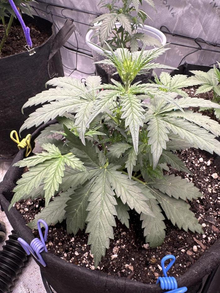 Banana Daddy IBL Auto. Week 3