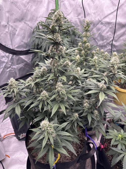 Gorilla Cookies Autoflower. Week 6