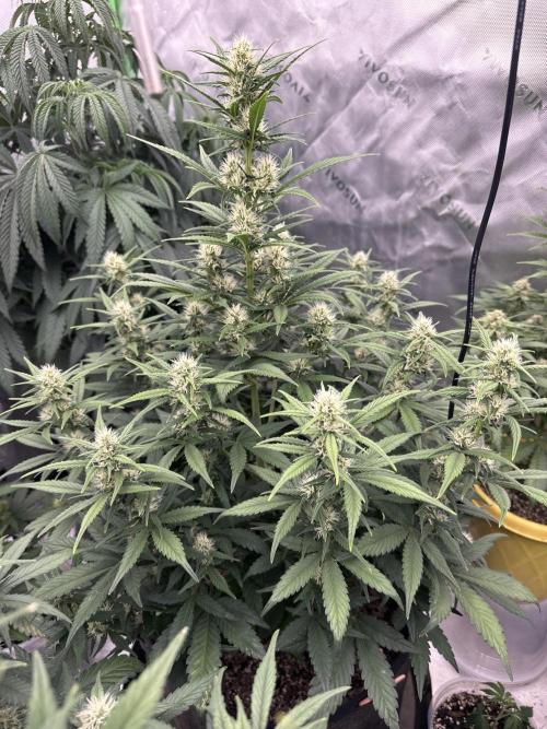 Gorilla Cookies Autoflower. Week 6