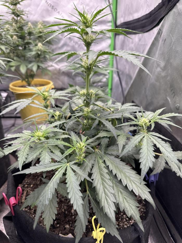 Banana Daddy IBL Auto. Week 4