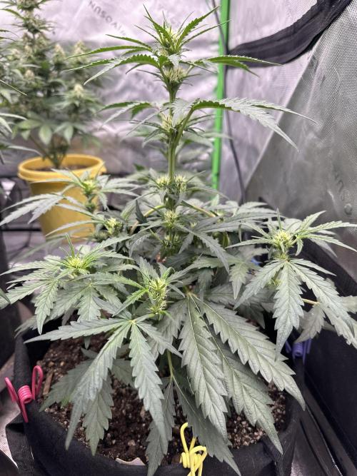 Banana Daddy IBL Auto. Week 4