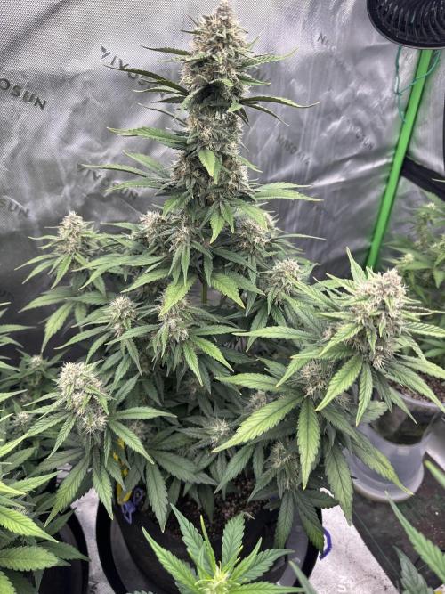 Gorilla Cookies Autoflower. Week 7