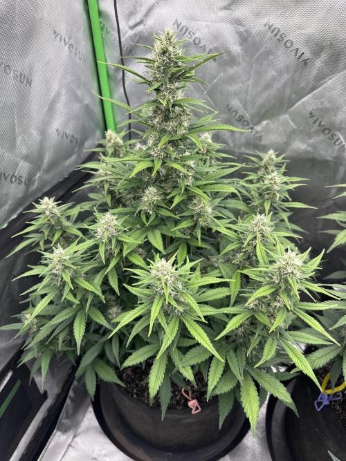 Gorilla Cookies Autoflower. Week 7