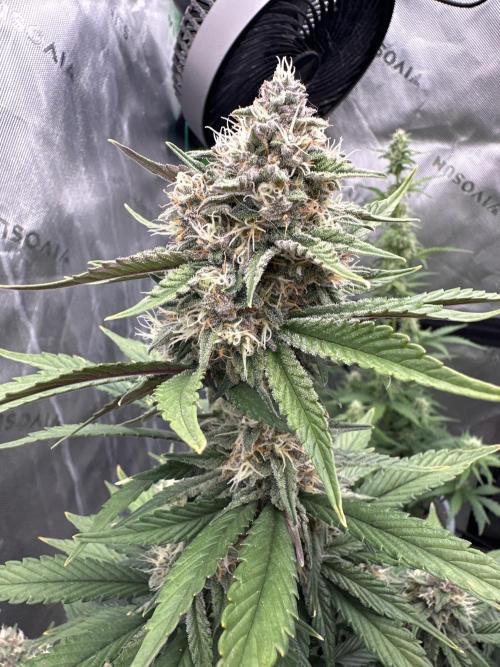 Gorilla Cookies Autoflower. Week 7