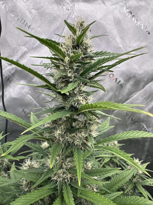 Gorilla Cookies Autoflower. Week 7