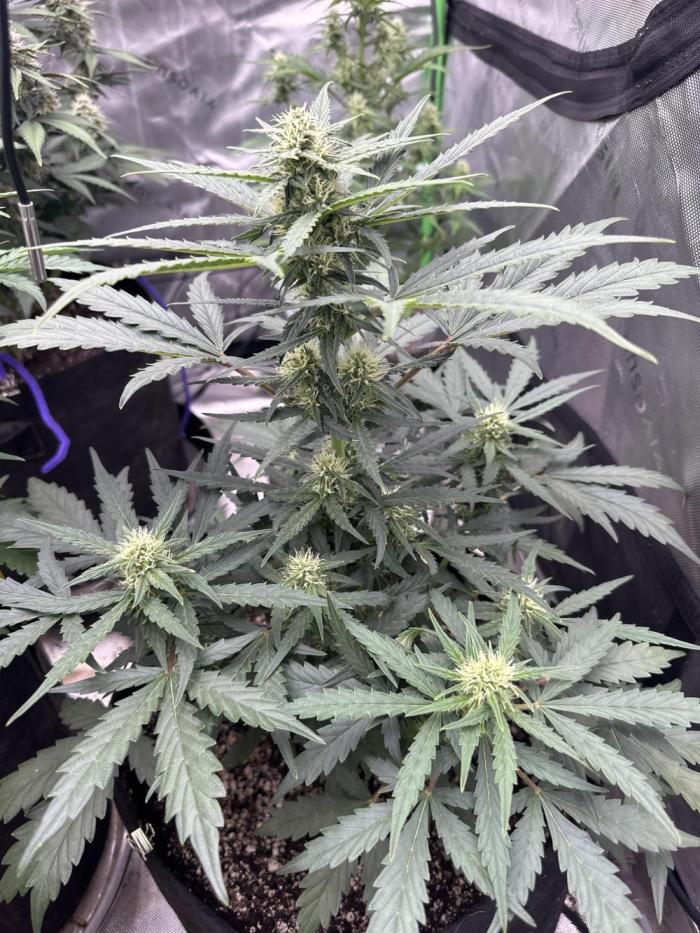 Banana Daddy IBL Auto. Week 5