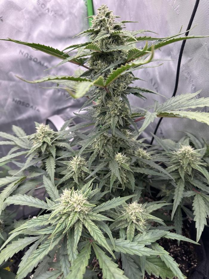 Banana Daddy IBL Auto. Week 6