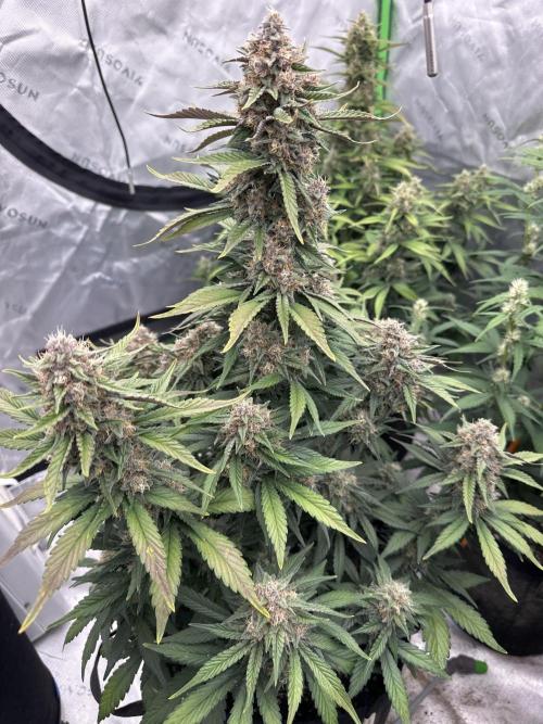 Gorilla Cookies Autoflower. Week 8