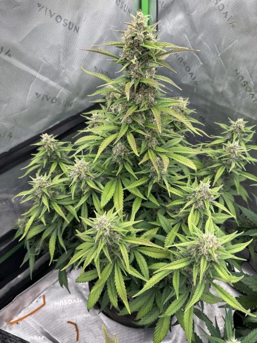Gorilla Cookies Autoflower. Week 8