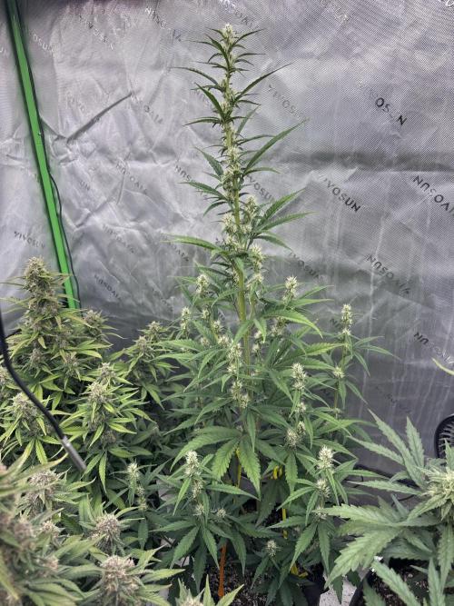 Gorilla Cookies Autoflower. Week 8