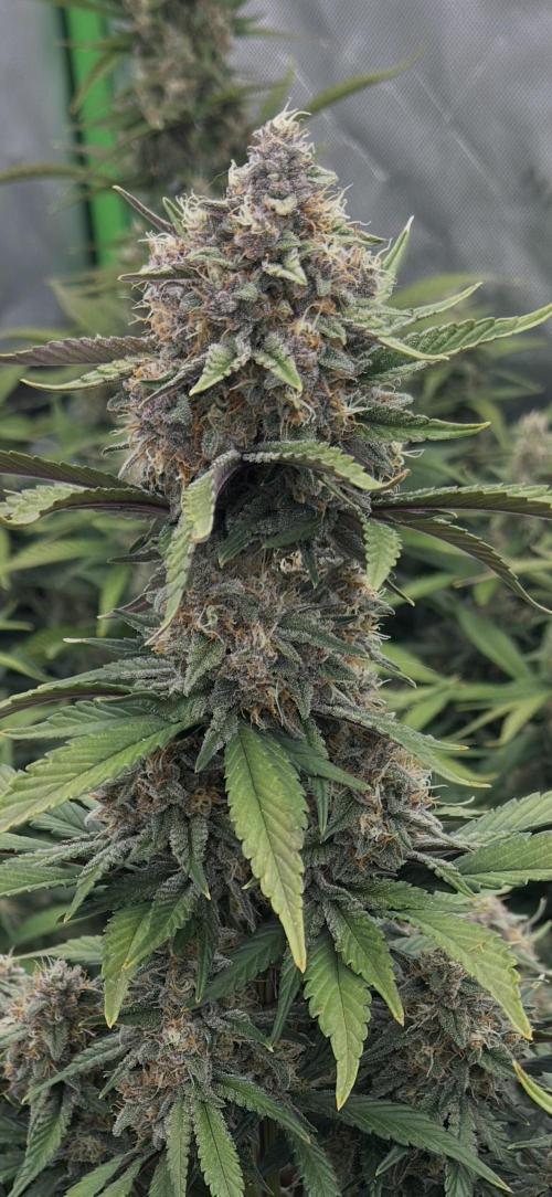 Gorilla Cookies Autoflower. Week 8 - These buds are looking incredible. 