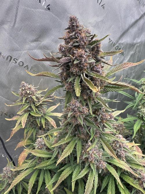 Gorilla Cookies Autoflower. Week 9