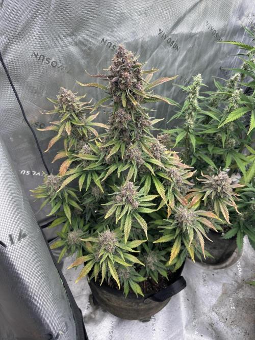 Gorilla Cookies Autoflower. Week 9