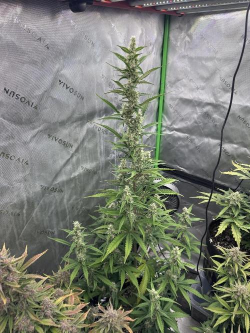 Gorilla Cookies Autoflower. Week 9