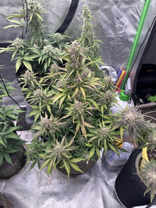 Gorilla Cookies Autoflower. Week 9