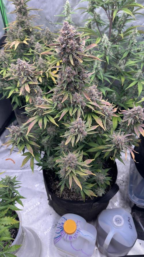 Gorilla Cookies Autoflower. Week 10