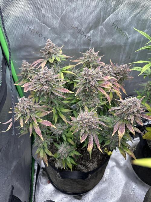 Gorilla Cookies Autoflower. Week 10