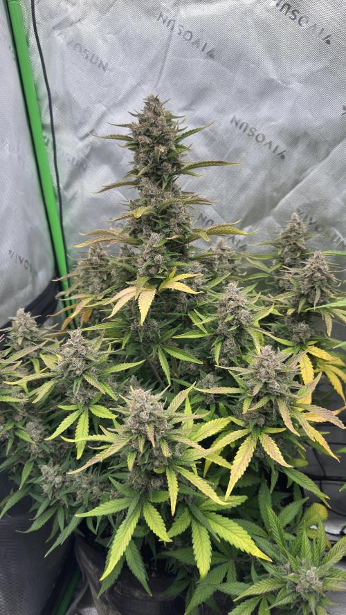 Gorilla Cookies Autoflower. Week 10