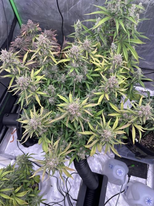 Gorilla Cookies Autoflower. Week 10
