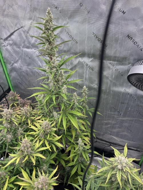 Gorilla Cookies Autoflower. Week 10