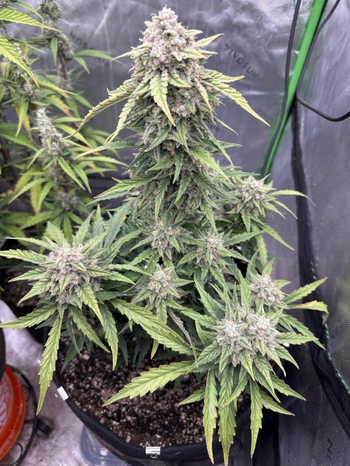 Banana Daddy IBL Auto. Week 7