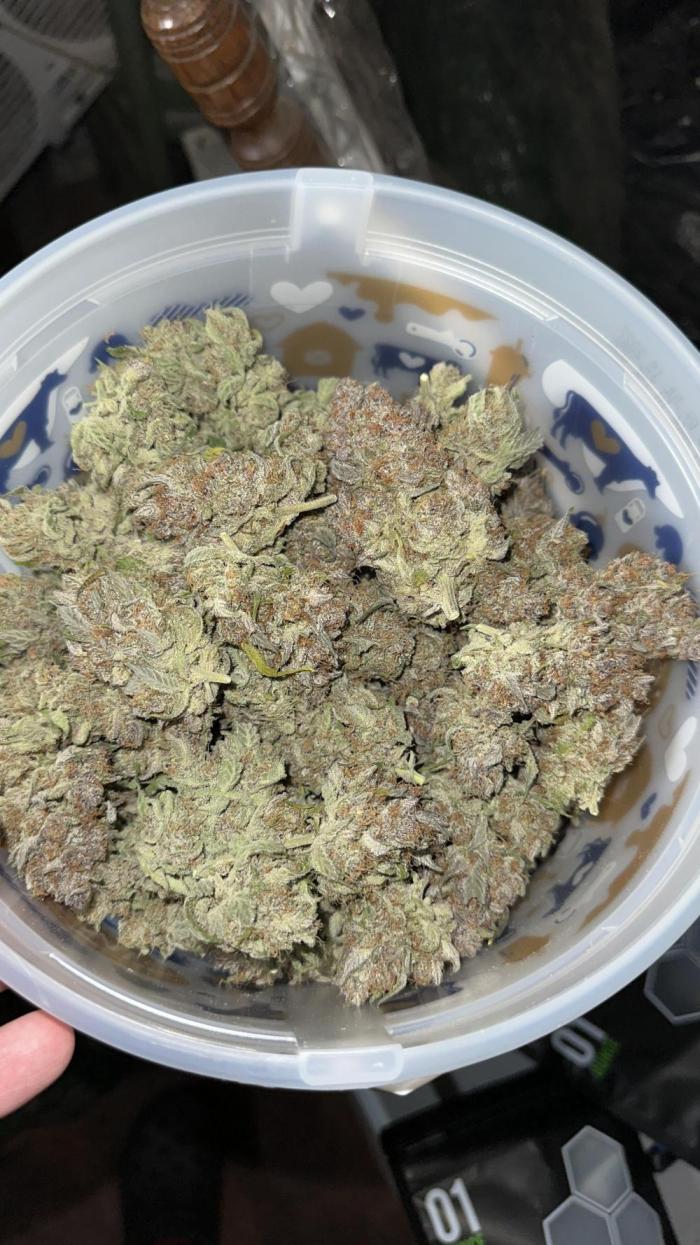 Gorilla Cookies Autoflower. Week 11