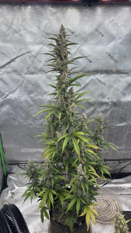Gorilla Cookies auto 1.5. Week 6