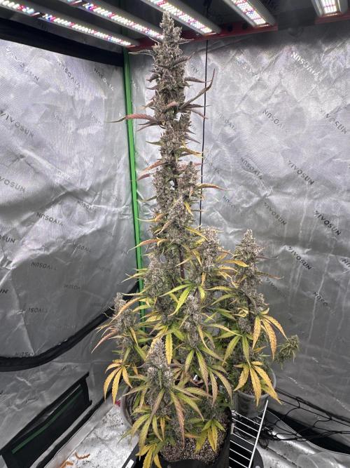 Gorilla Cookies auto 1.5. Week 7