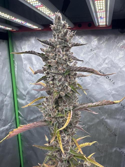 Gorilla Cookies auto 1.5. Week 7