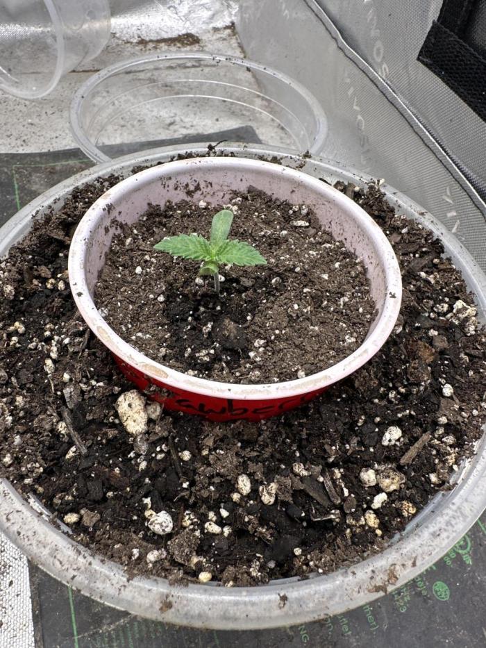 Strawberry OG Cookies. Week 0