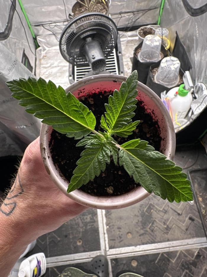 Strawberry OG Cookies. Week 1