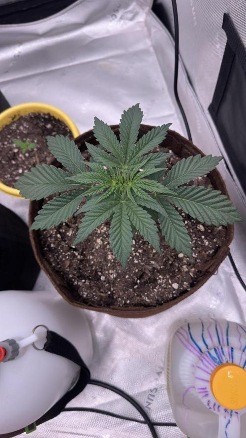 Strawberry Cookies OG R1. Week 2